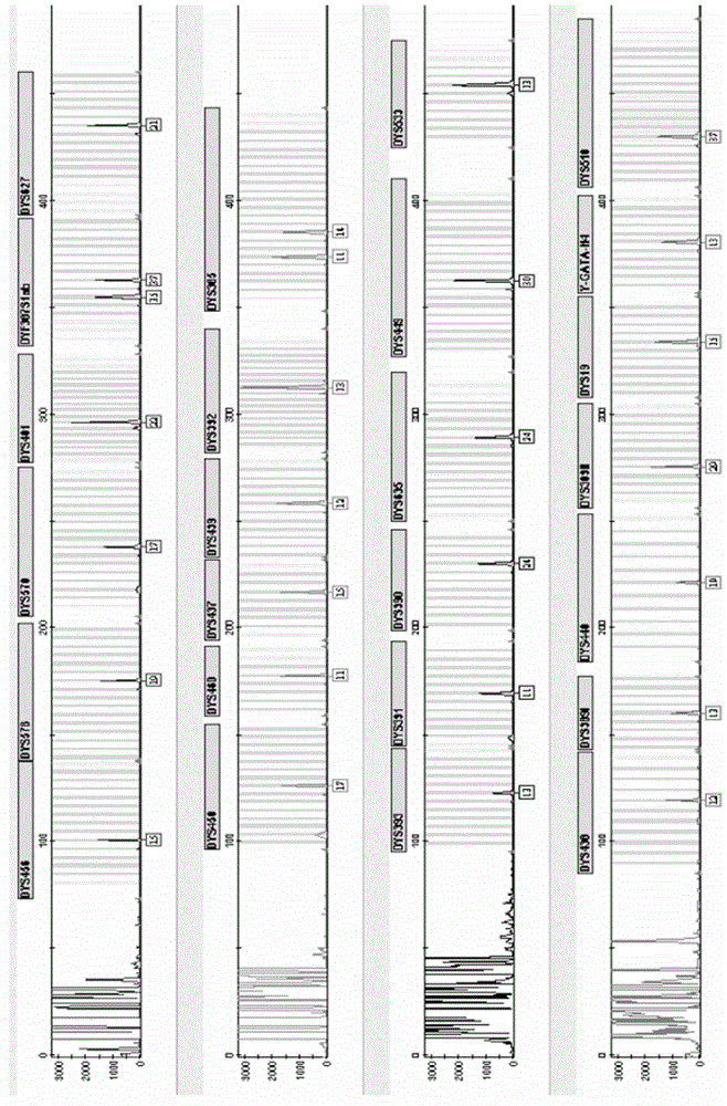 Y-chromosome STR gene locus fluorescence labelled multiplex amplification kit with reinforcing resolution capability and application thereof