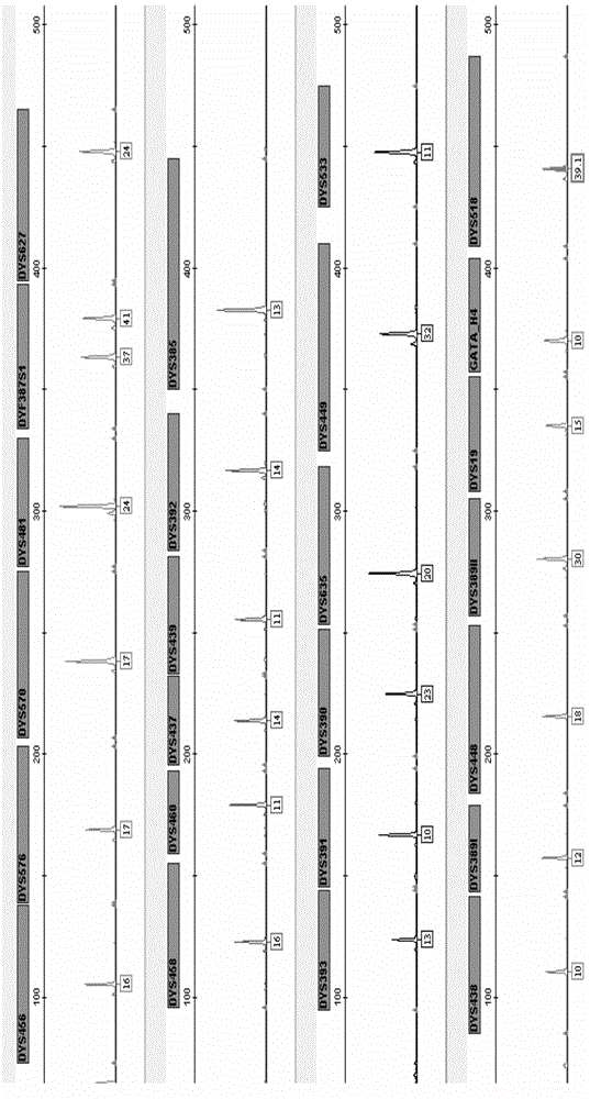 Y-chromosome STR gene locus fluorescence labelled multiplex amplification kit with reinforcing resolution capability and application thereof