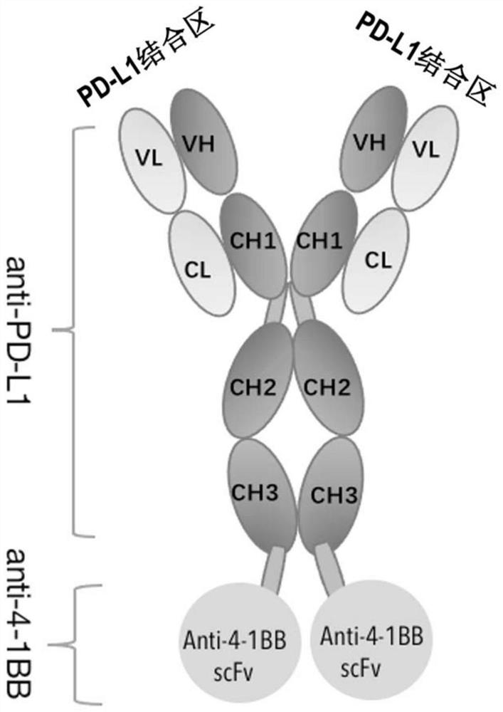 Anti-PD-L1 and 4-1BB bifunctional antibody and medical application thereof