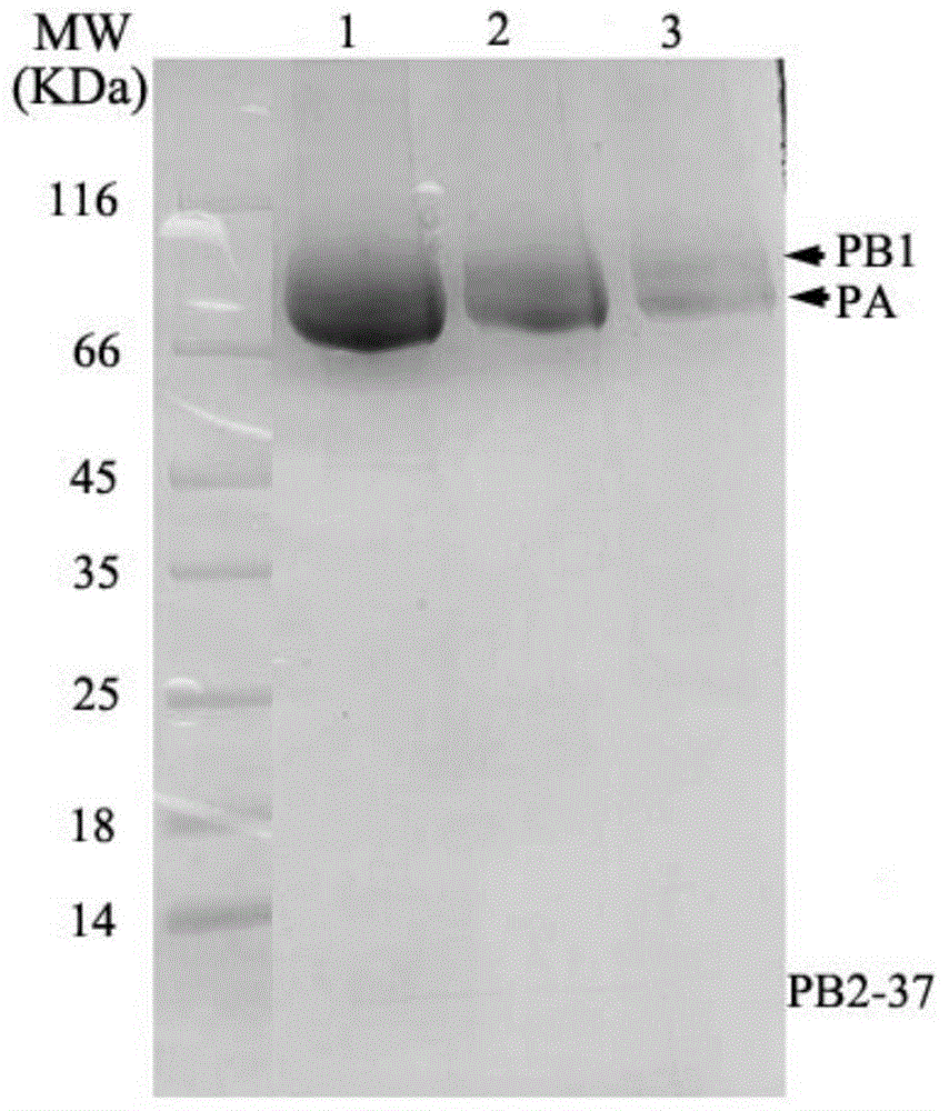 Method for crystallizing influenza virus RNA polymase