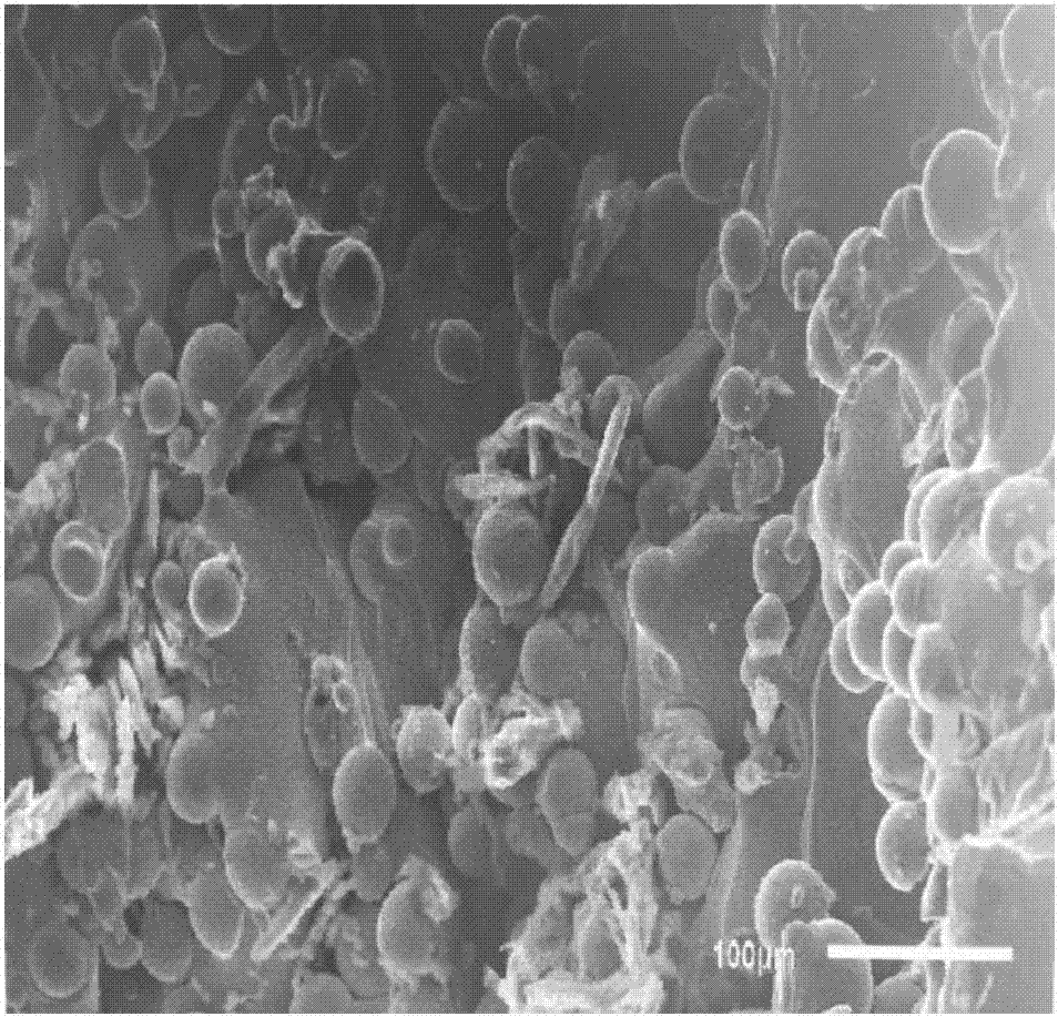 Method for preparing bone-like structure film layer on surface of titanium