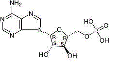 Officinal composition of vidarabine monophosphate for injection