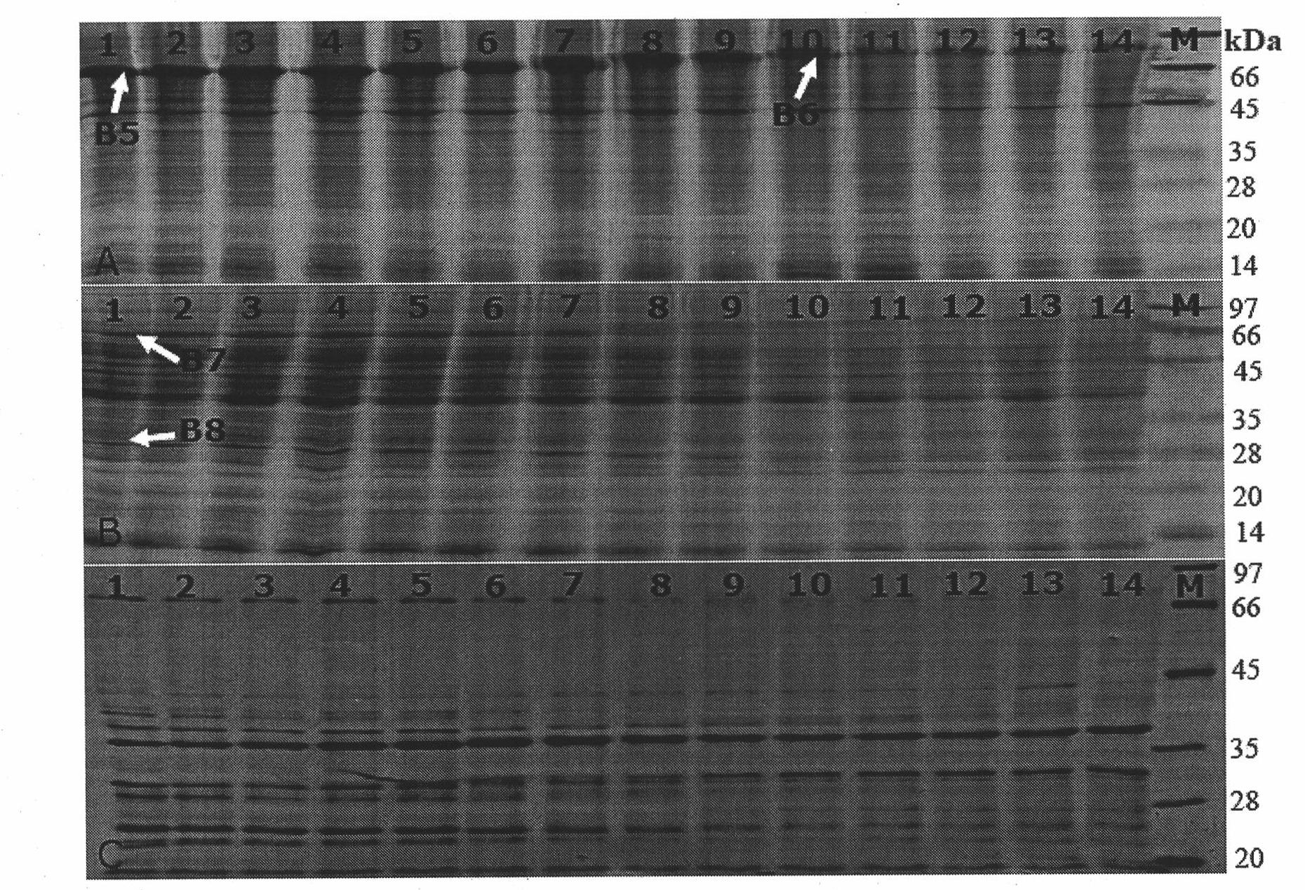 Preparation method of standard protein sample and protein lysate