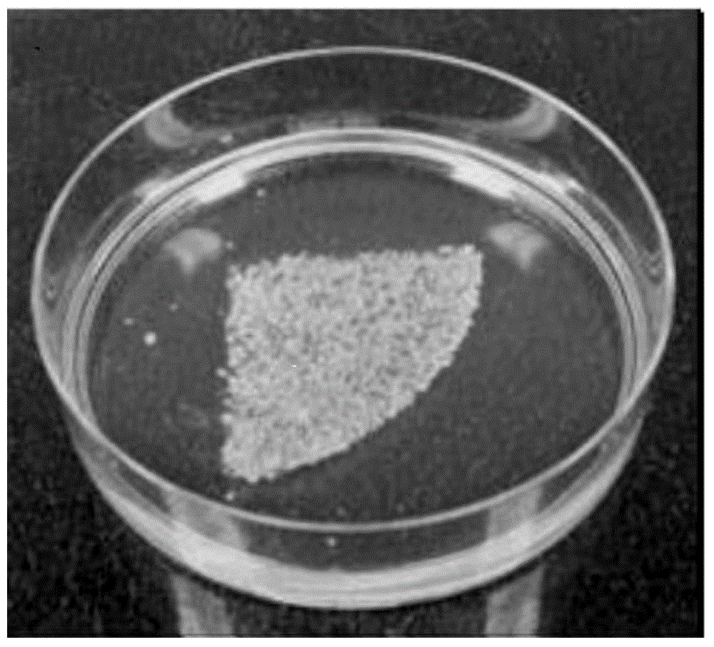 Efficient separation, transformation and regeneration system for tobacco protoplast