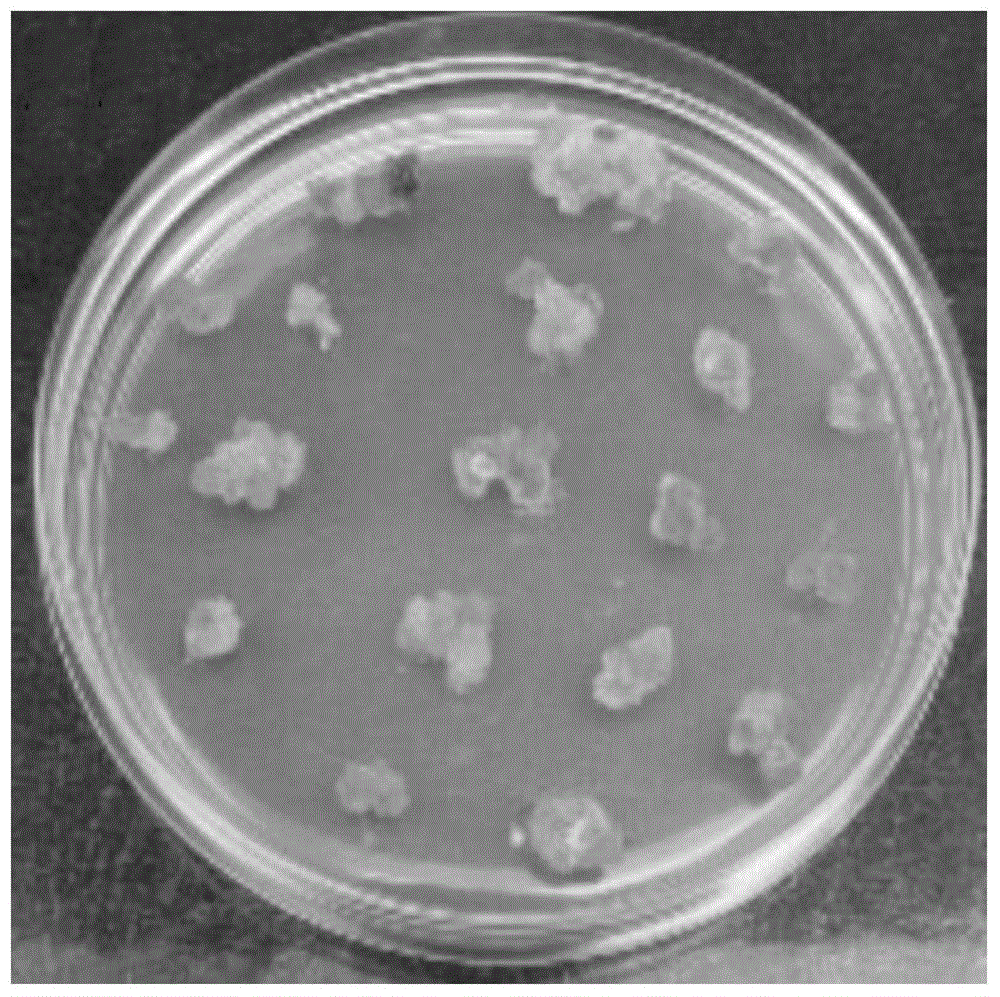 Efficient separation, transformation and regeneration system for tobacco protoplast