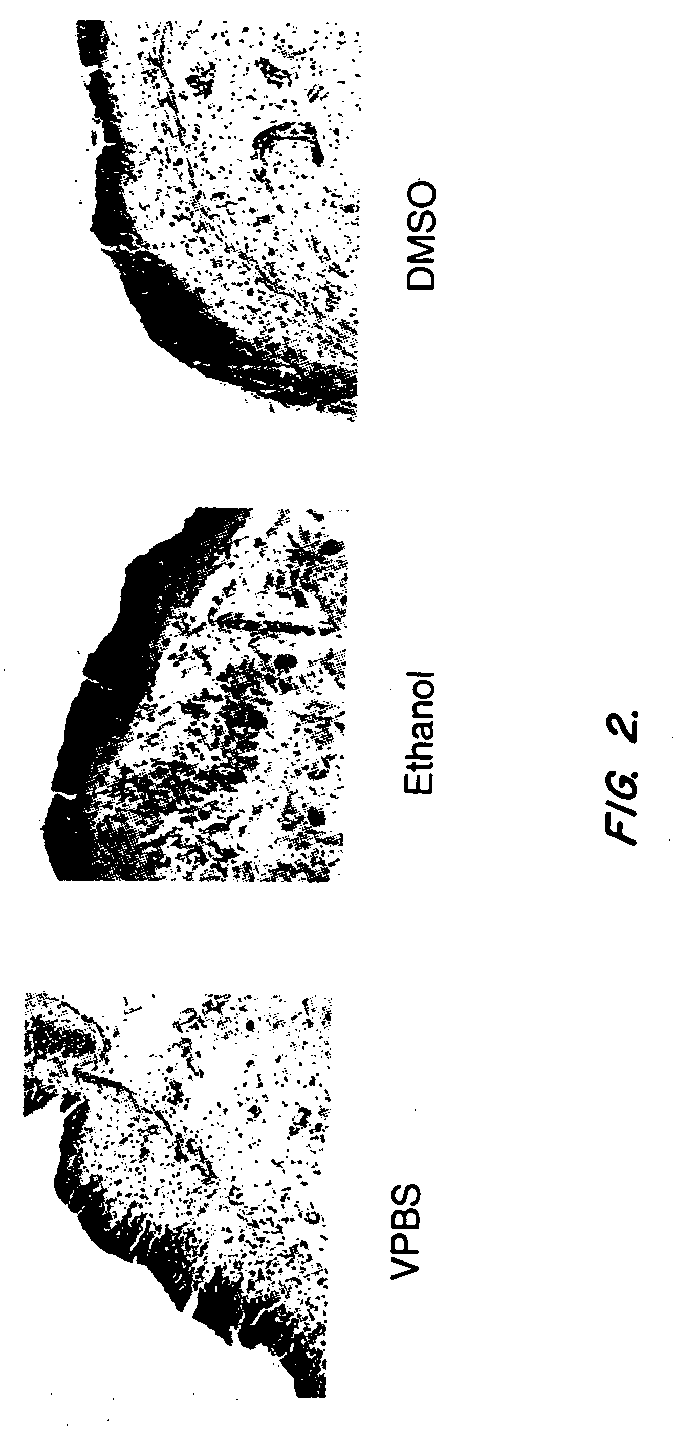 Compositions and methods for therapeutic use