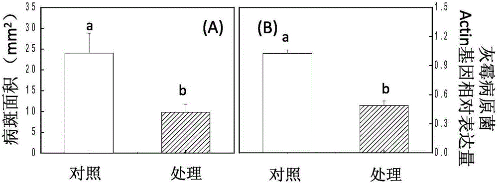 Application of Decanoyl Homoserine Lactone in Improving Botrytis Botrytis Resistance of Plants