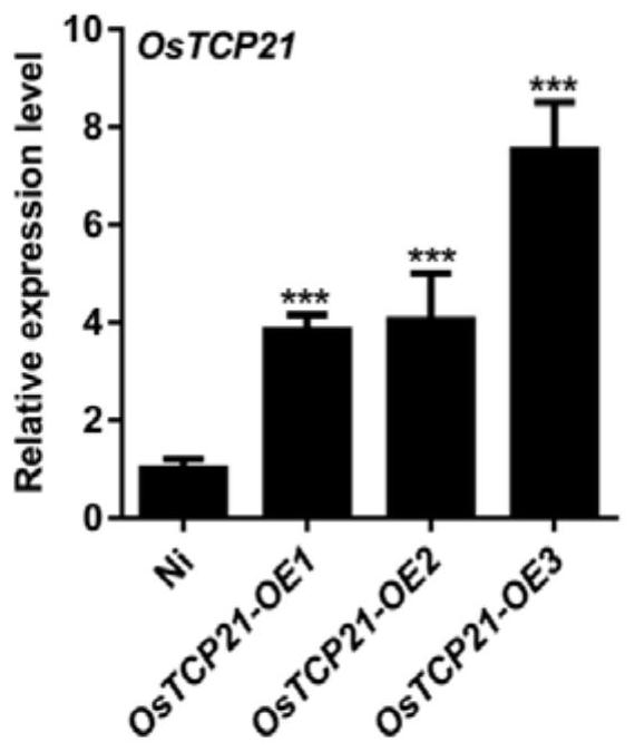 Application of transcription factor to oryza sativa breeding and oryza sativa breeding method