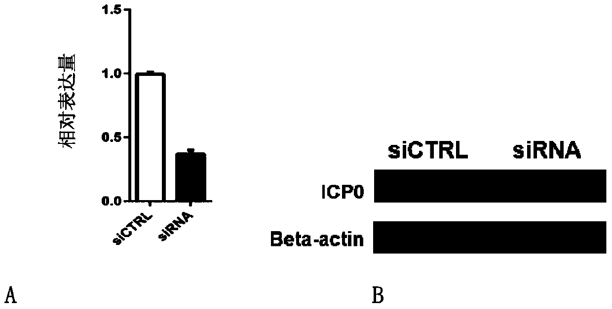 Application of antiviral double-stranded RNA and its temperature-sensitive gel preparation in the treatment and prevention of diseases caused by hsv-1