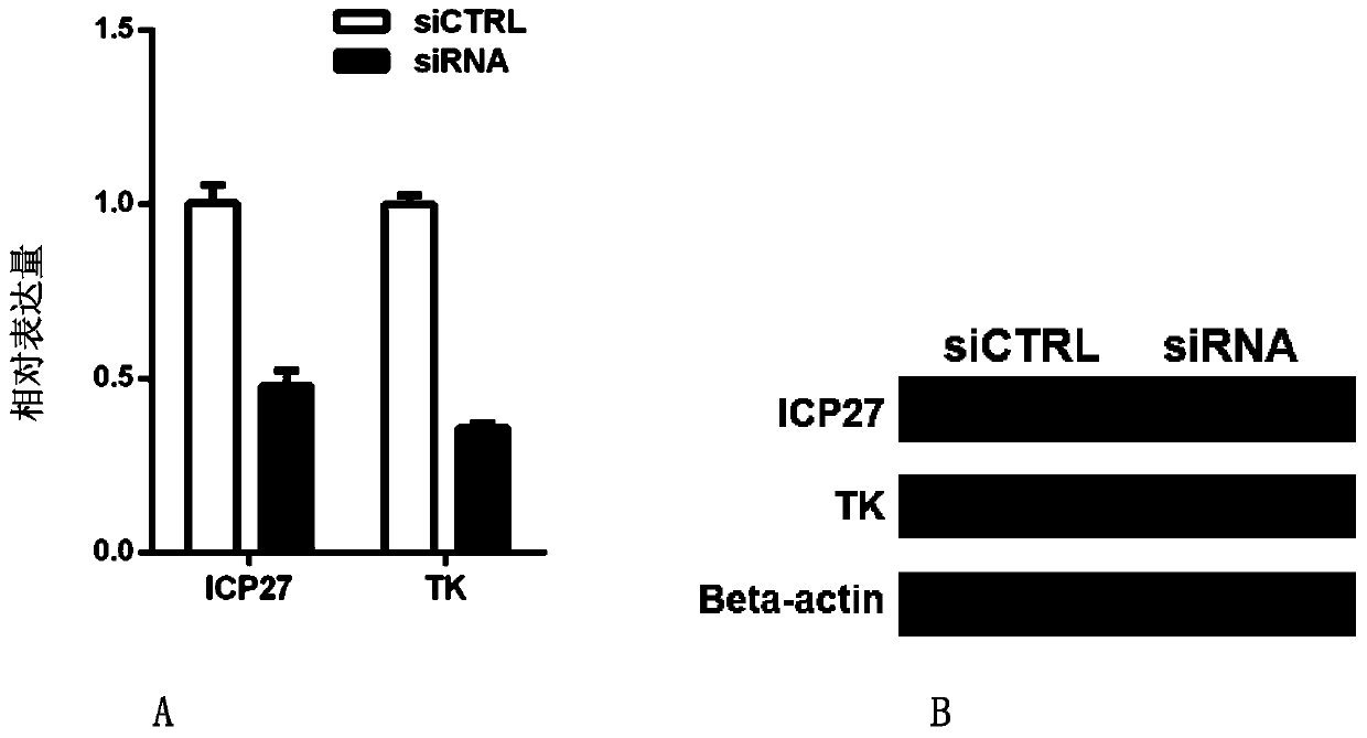 Application of antiviral double-stranded RNA and its temperature-sensitive gel preparation in the treatment and prevention of diseases caused by hsv-1