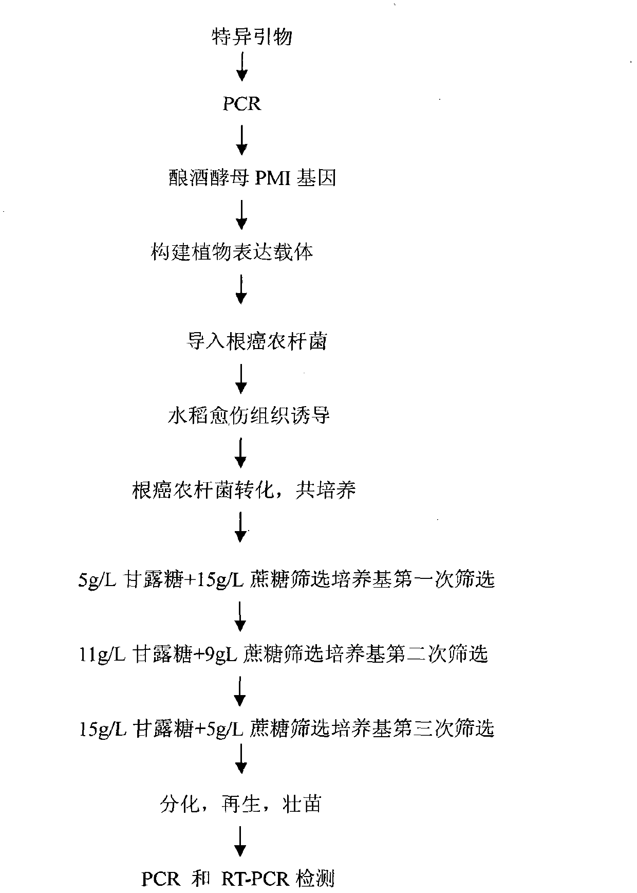 Method for screening transgenic paddy plant by phosphomannose-isomerase (PMI) gene of yeast