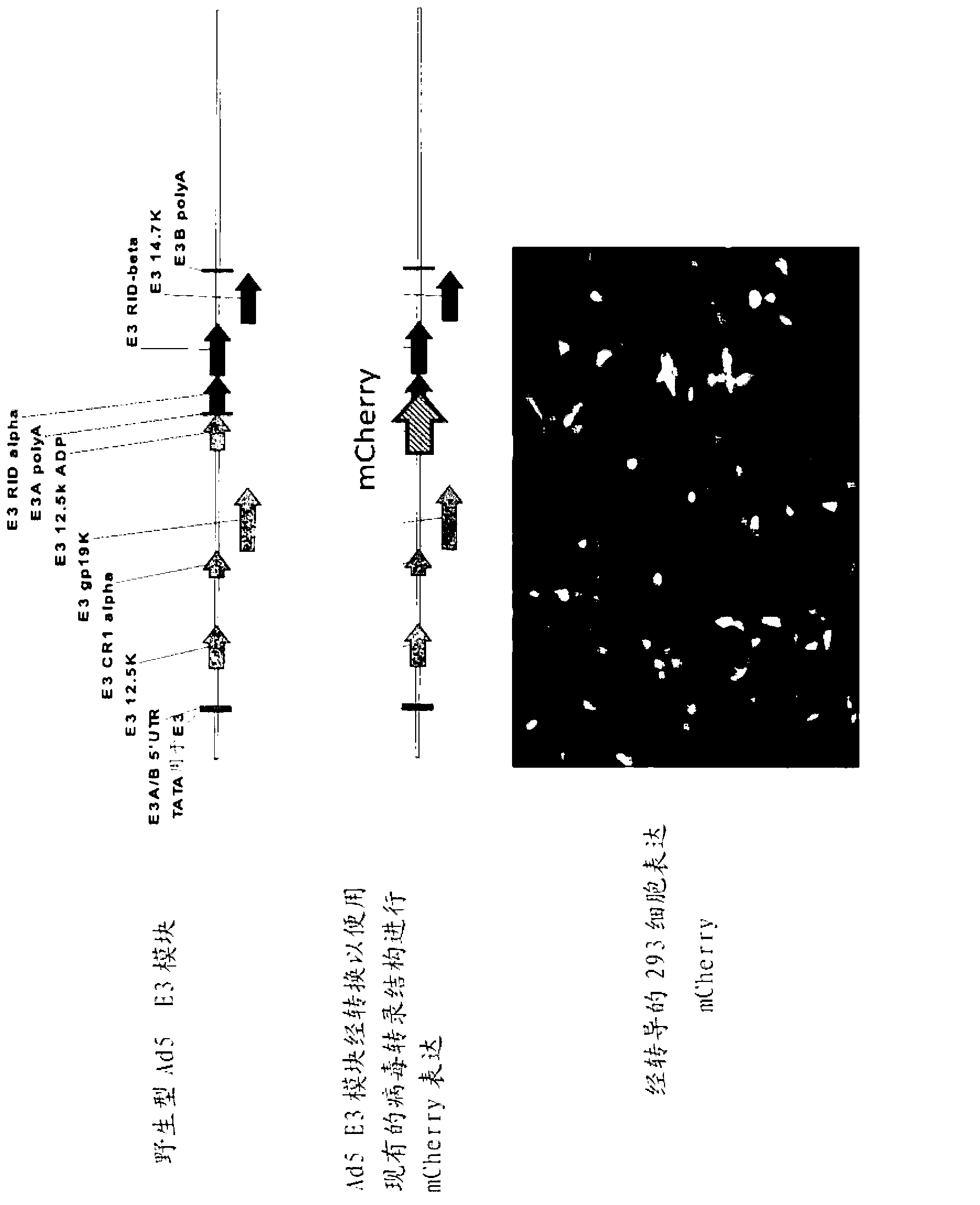 Adenoviral assembly method