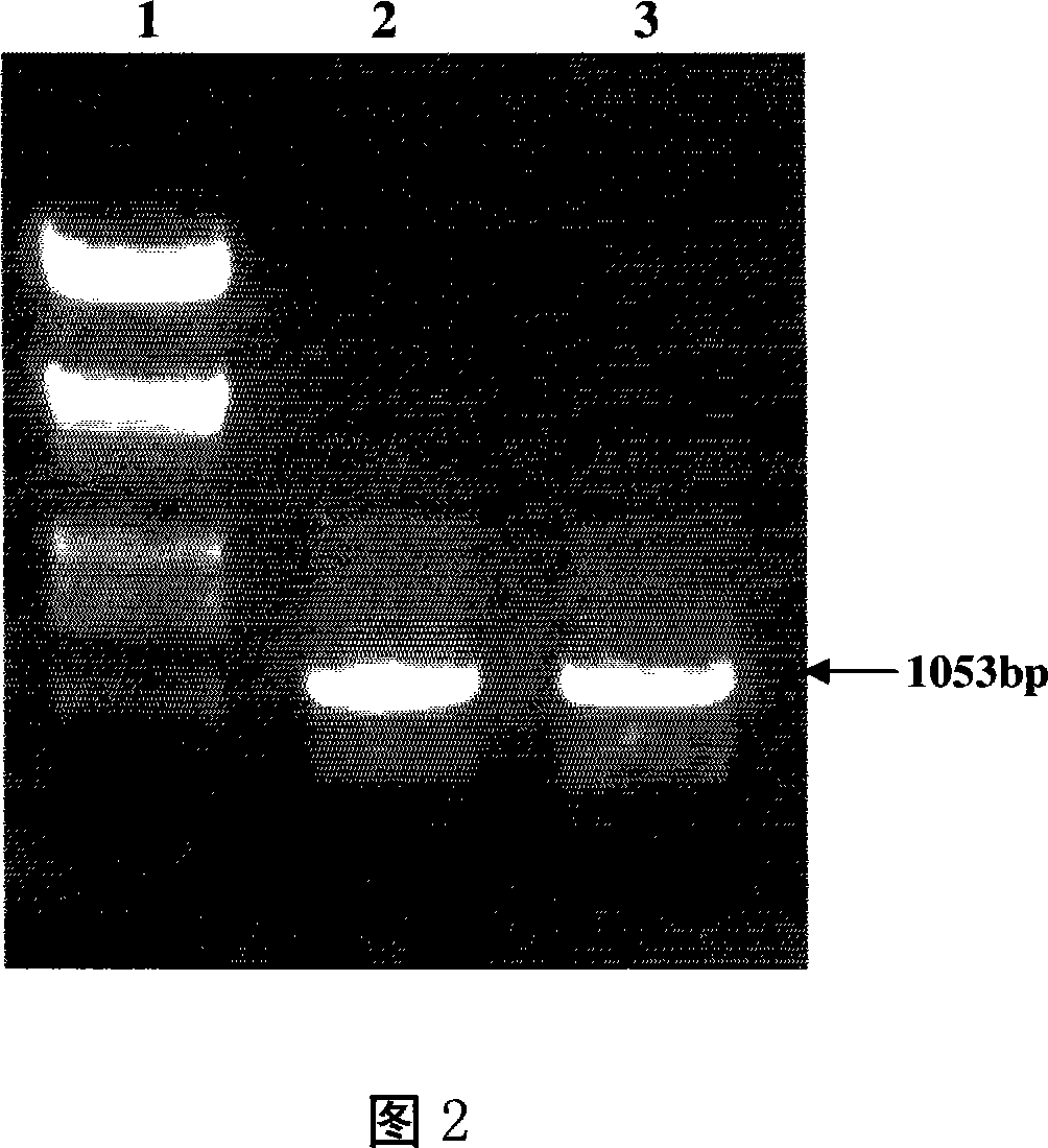 Seed specificity highly effective promoter and its application