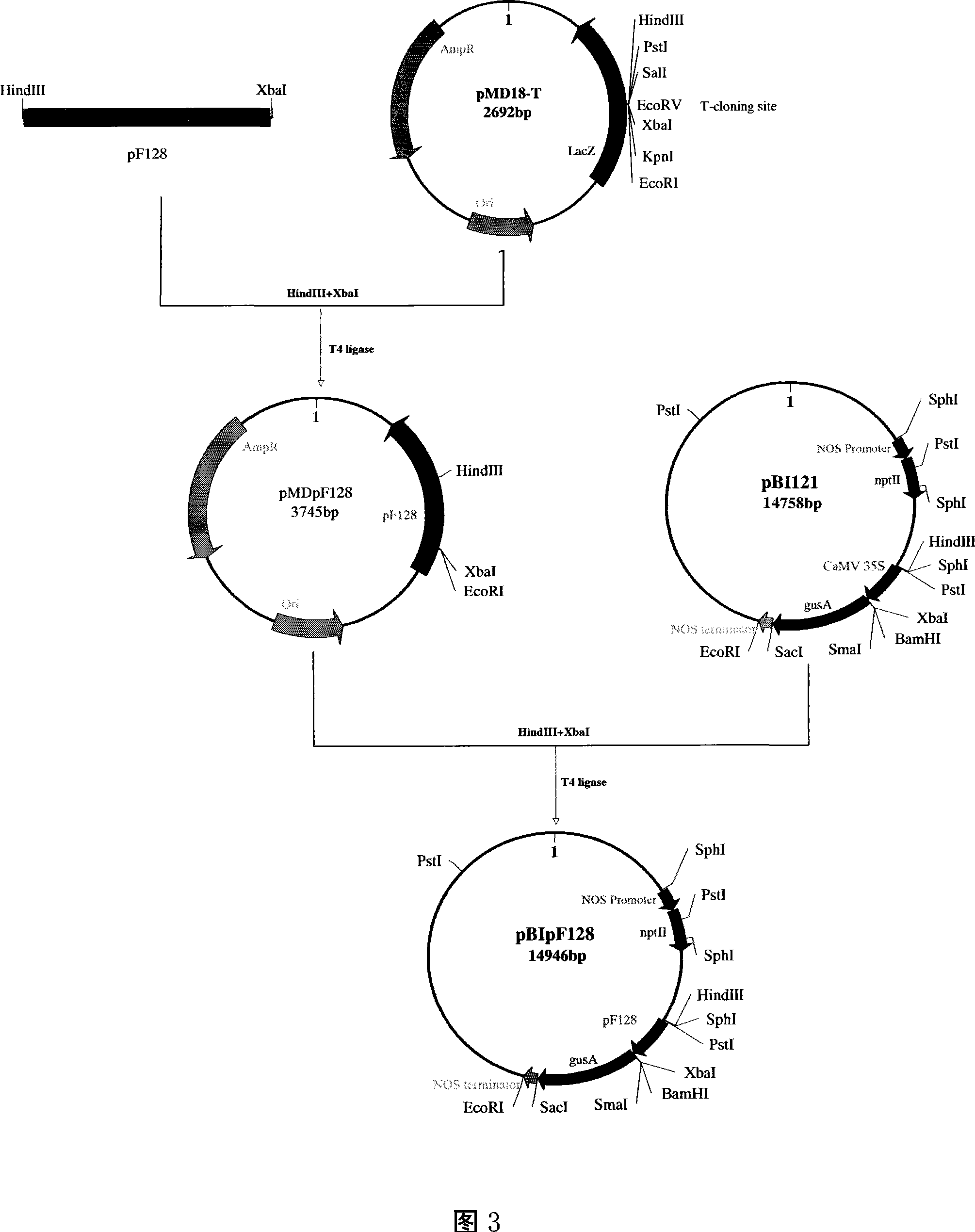 Seed specificity highly effective promoter and its application