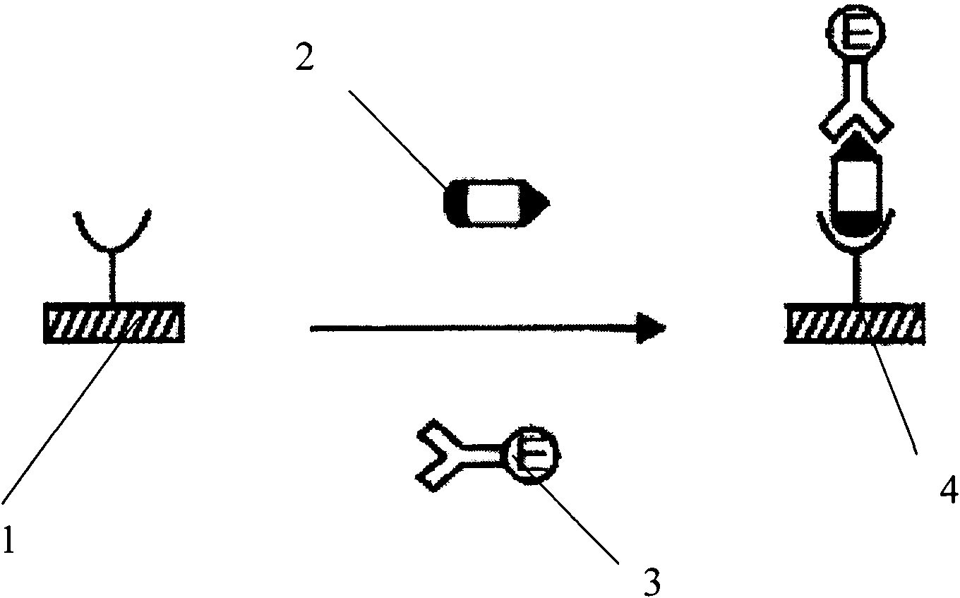 Method for detecting schistosome circulating antigen and enzyme-linked immune kit thereof