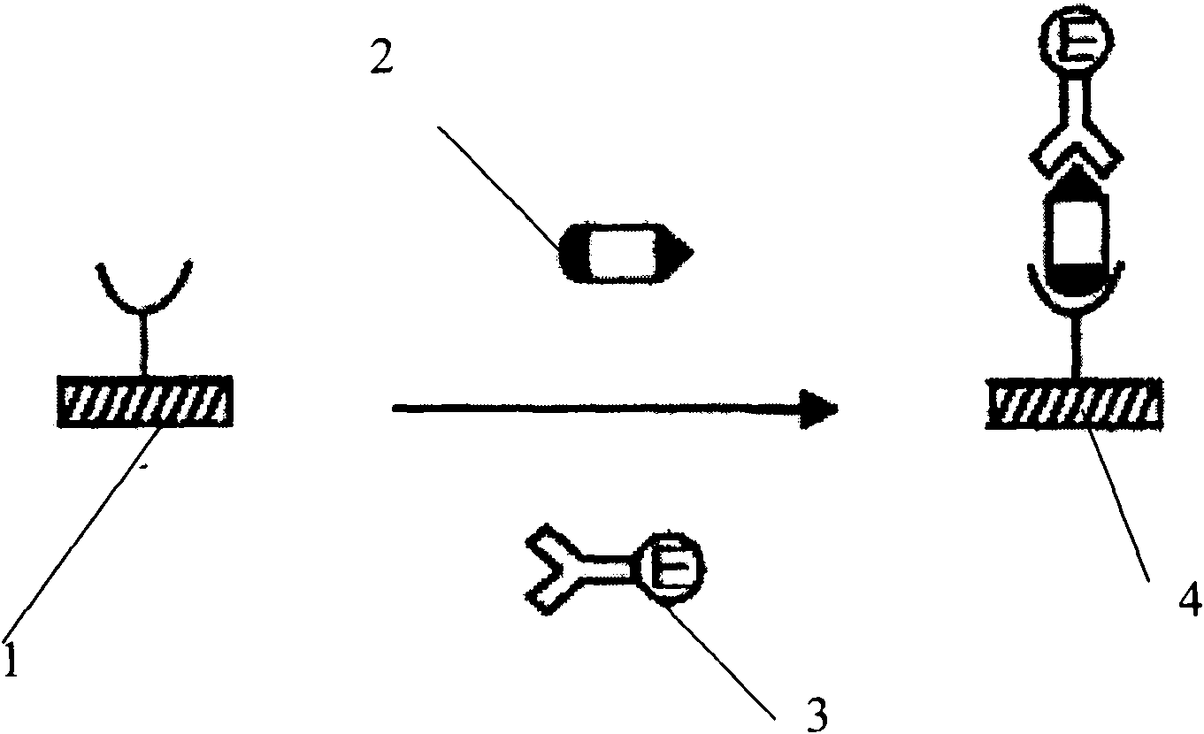 Method for detecting schistosome circulating antigen and enzyme-linked immune kit thereof