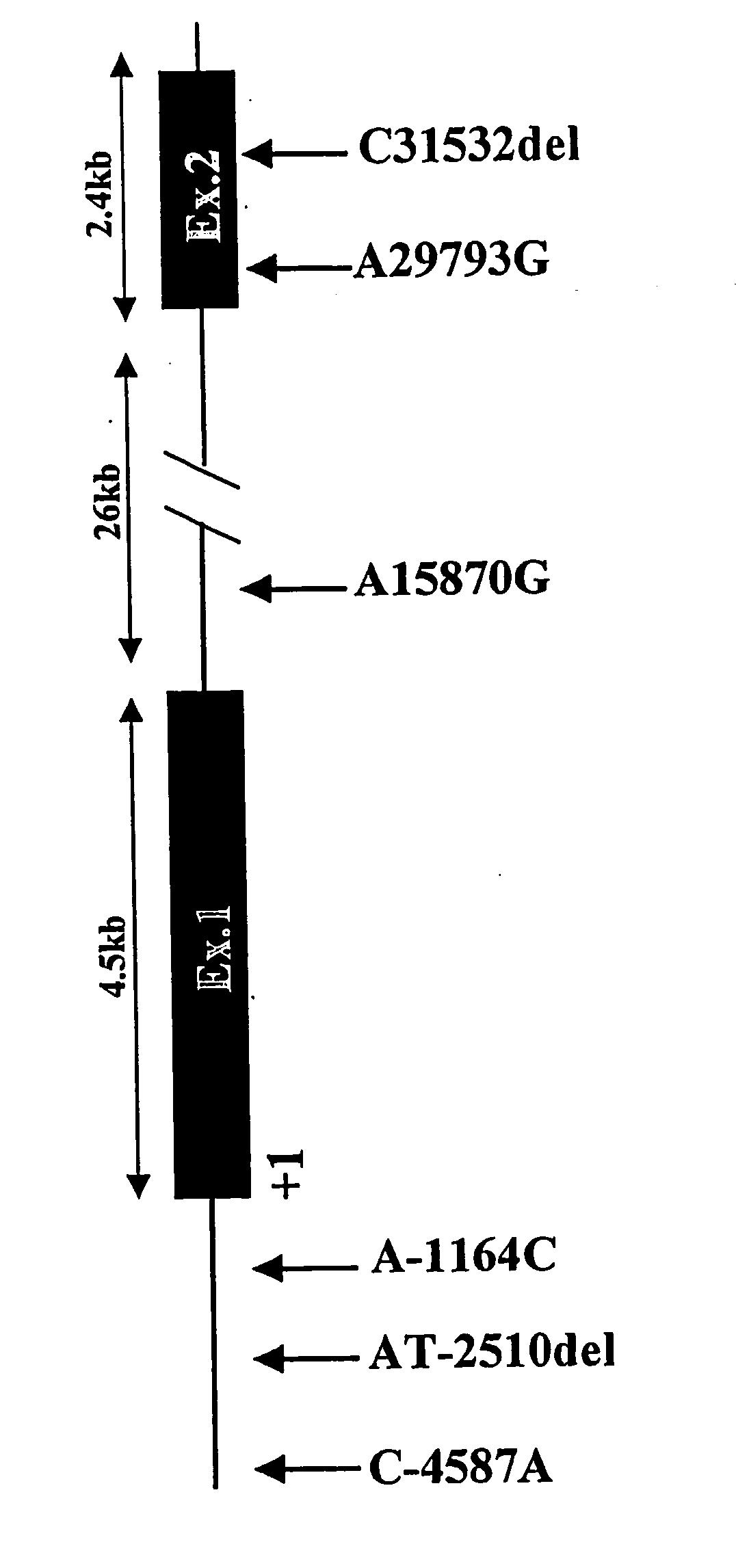 Method of Judging Risk for Onset of Drug-Induced Granulocytopenia