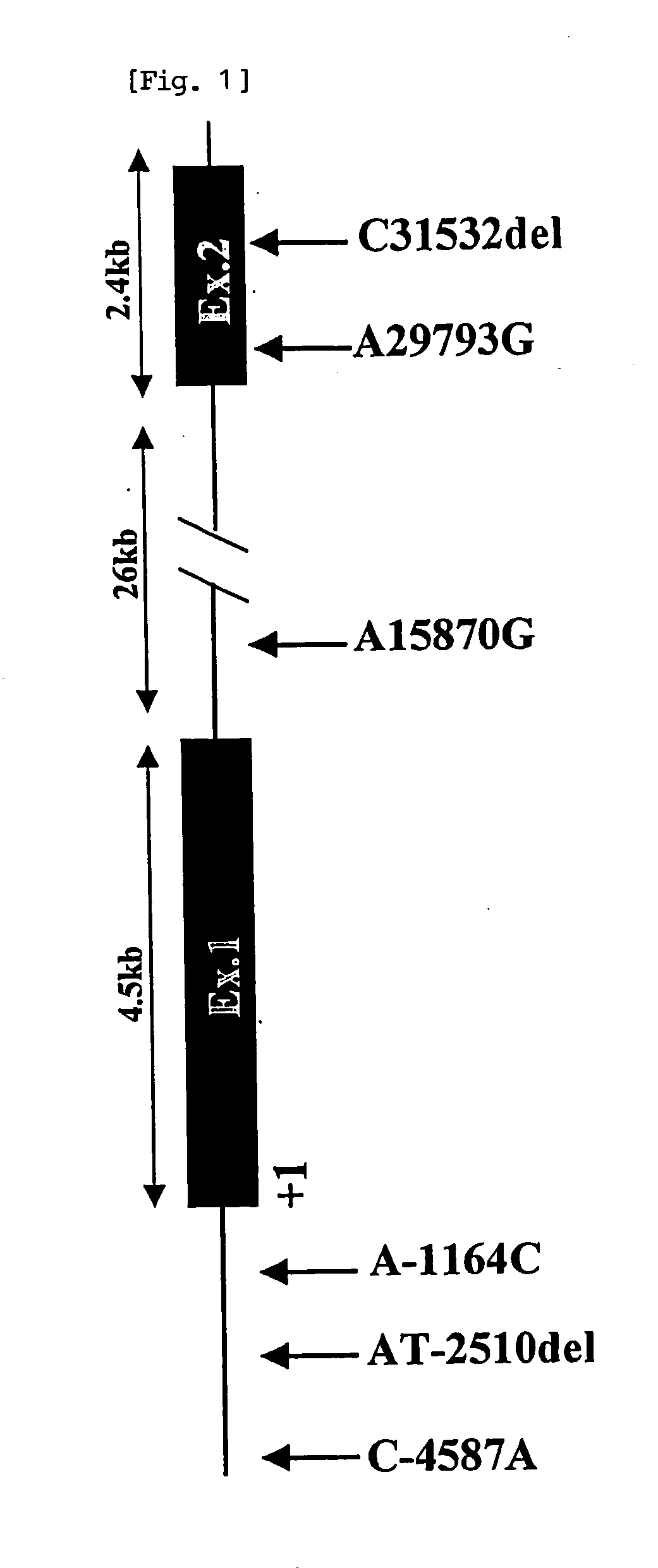 Method of Judging Risk for Onset of Drug-Induced Granulocytopenia