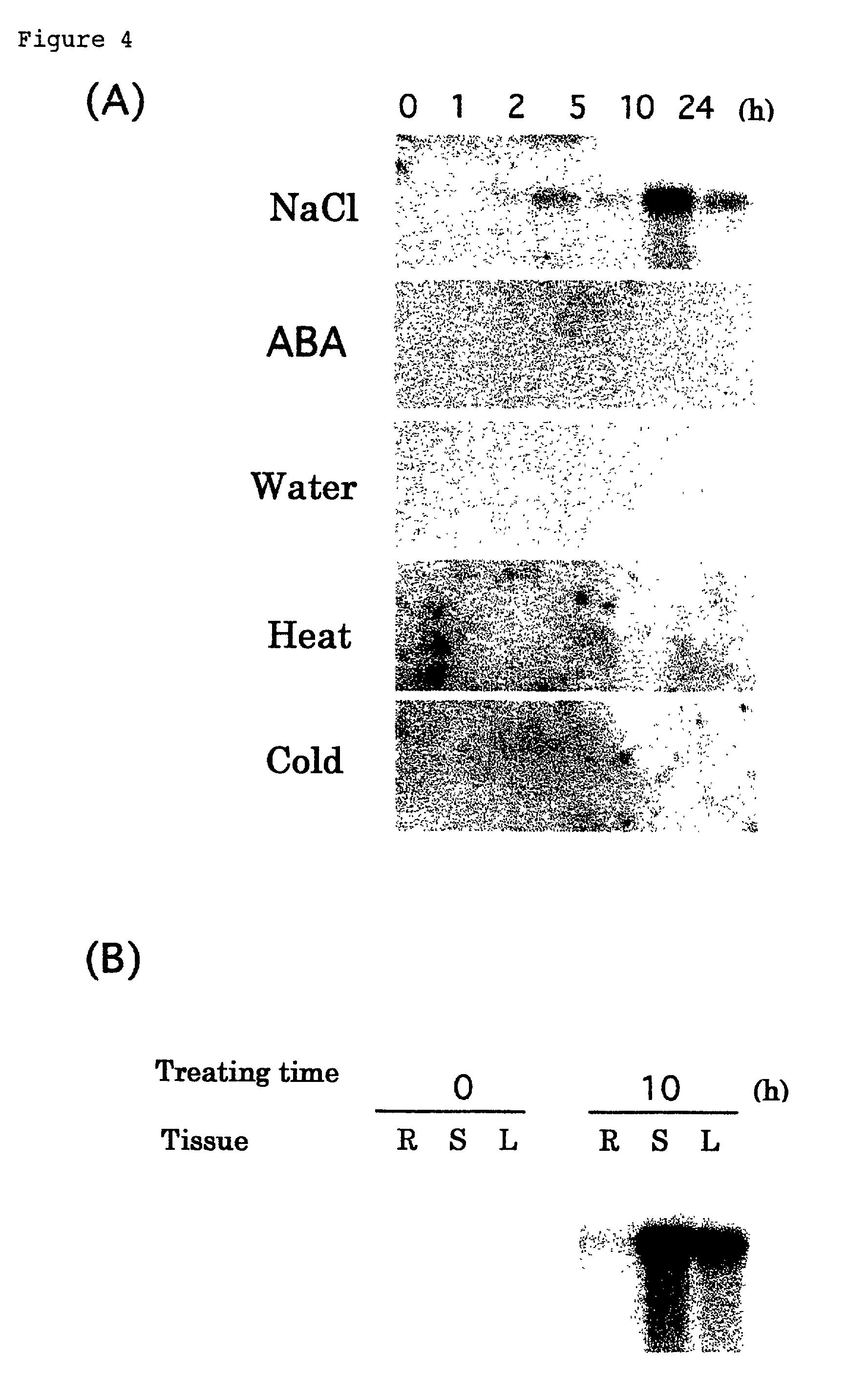 Transgenic plants carrying neoxanthin cleavage enzyme gene