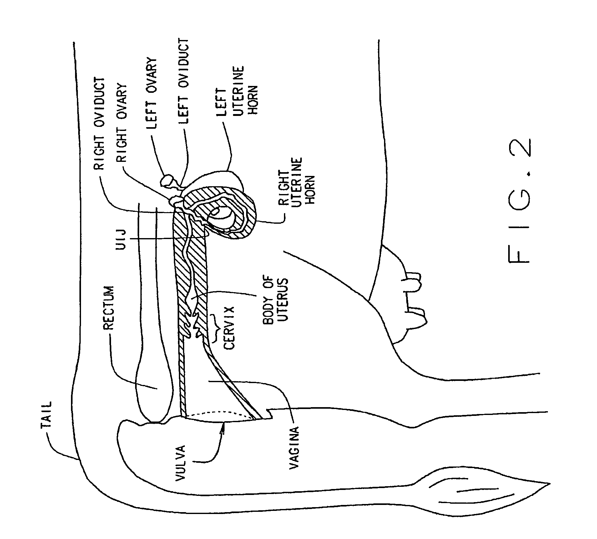 Artificial breeding techniques for bovines including semen diluents and AI apparatus