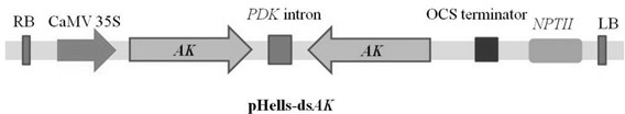 A plant-mediated RNAi vector for silencing the arginine kinase gene pxak of diamondback moth and its application