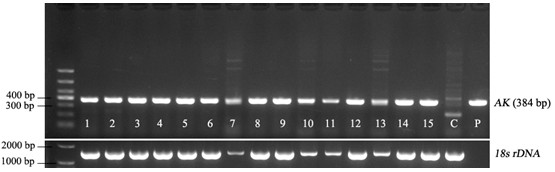 A plant-mediated RNAi vector for silencing the arginine kinase gene pxak of diamondback moth and its application