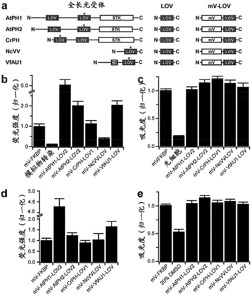 Optically activated receptors