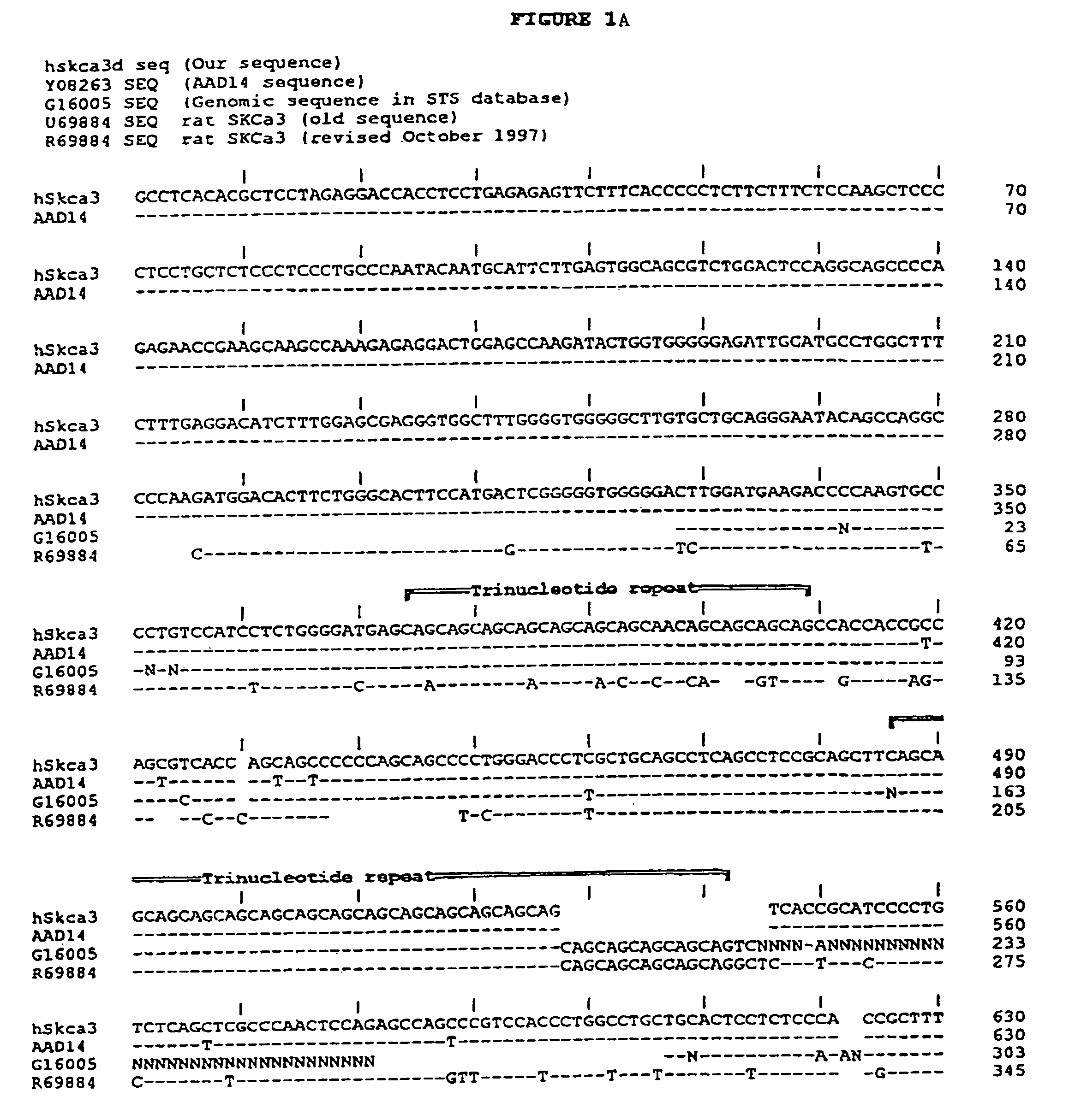 hKCa3/KCNN3 small conductance calcium activated potassium channel: a diagnostic marker and therapeutic target