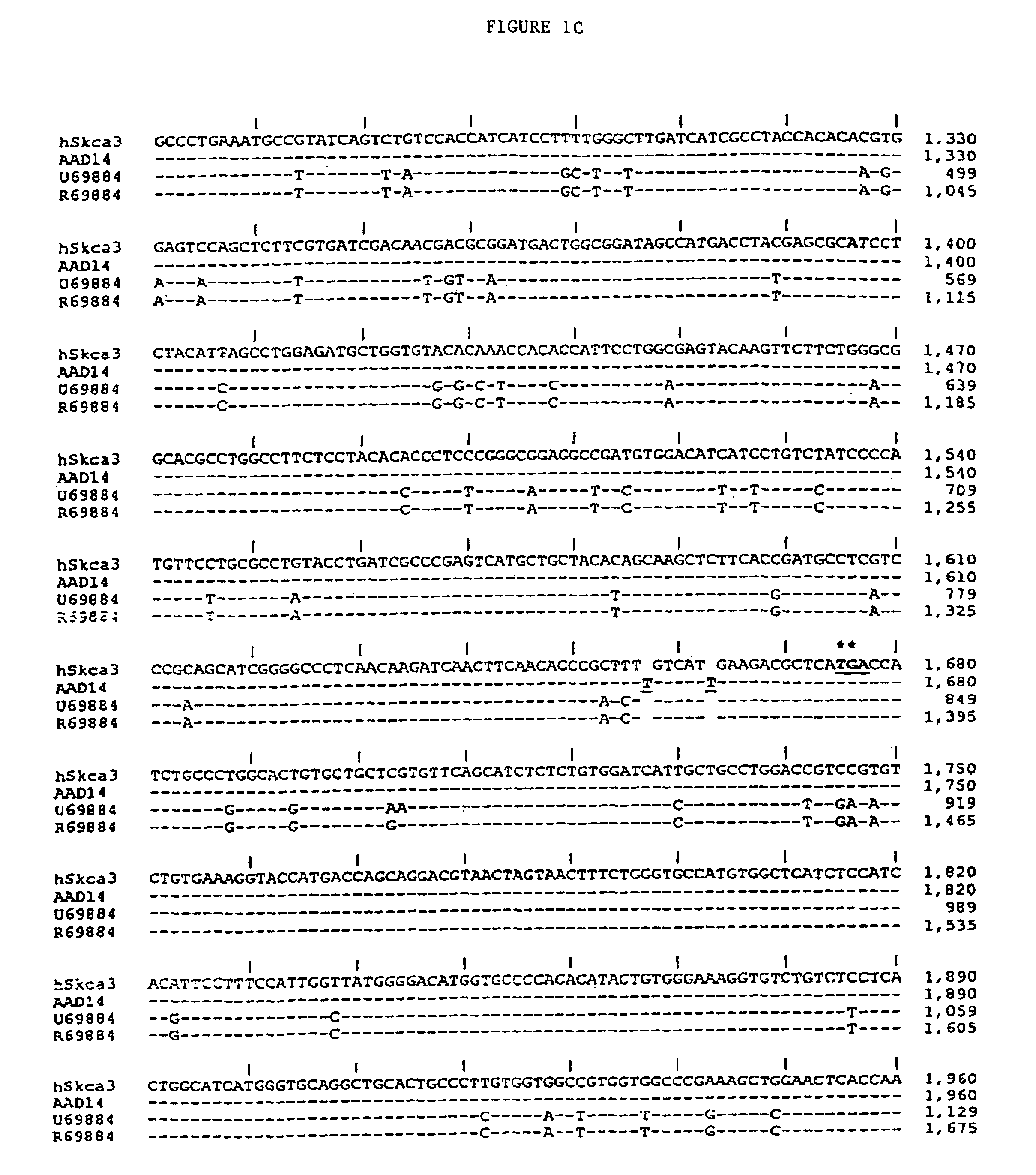 hKCa3/KCNN3 small conductance calcium activated potassium channel: a diagnostic marker and therapeutic target