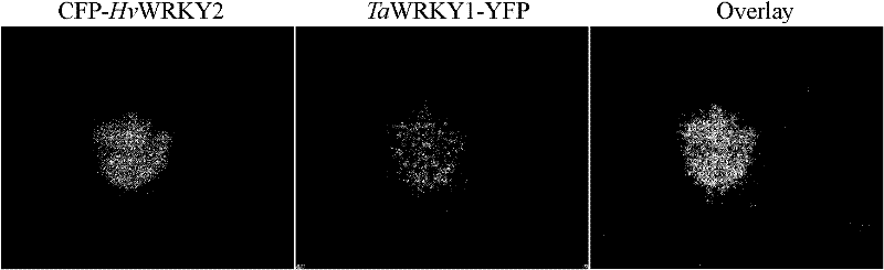 Powdery mildew resistance-related protein TaWRKY1 and coding gene thereof