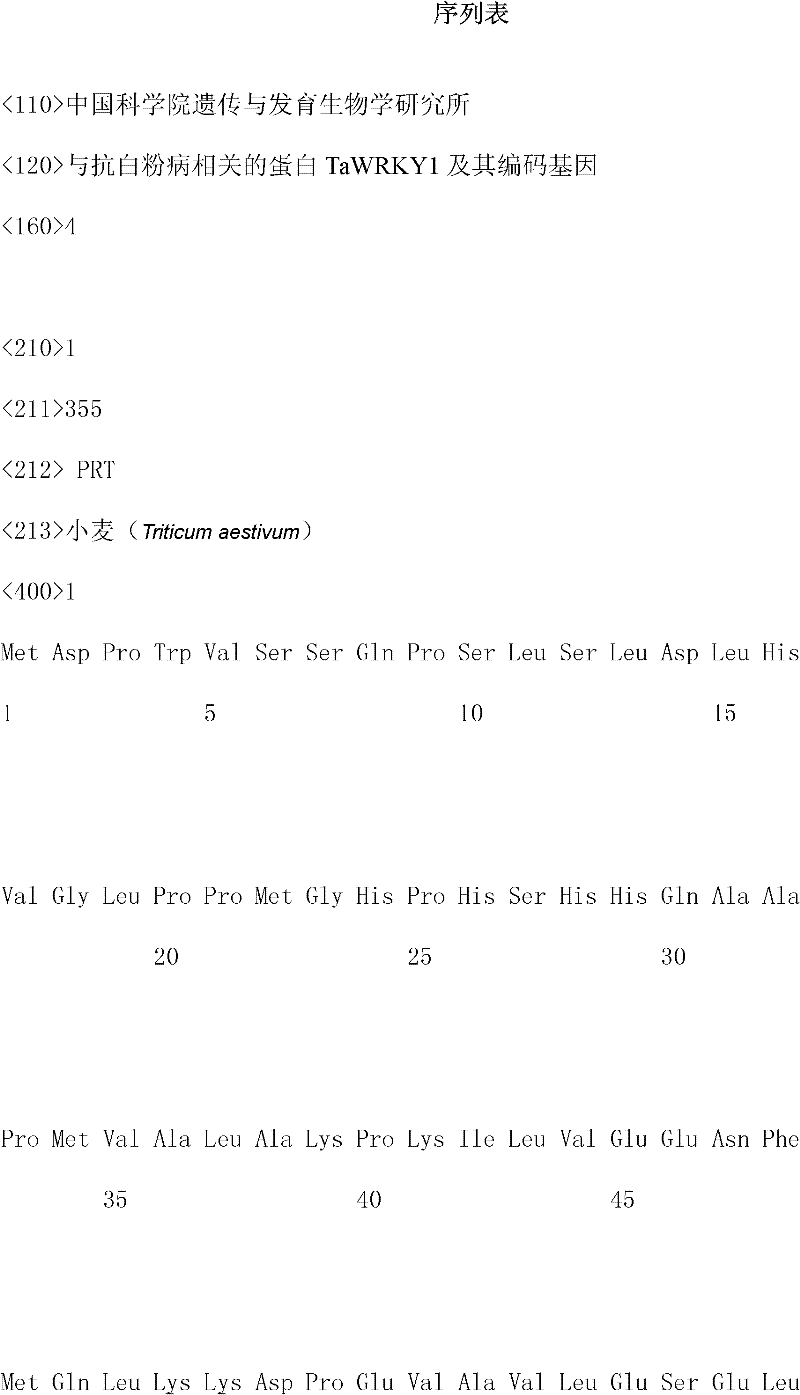 Powdery mildew resistance-related protein TaWRKY1 and coding gene thereof