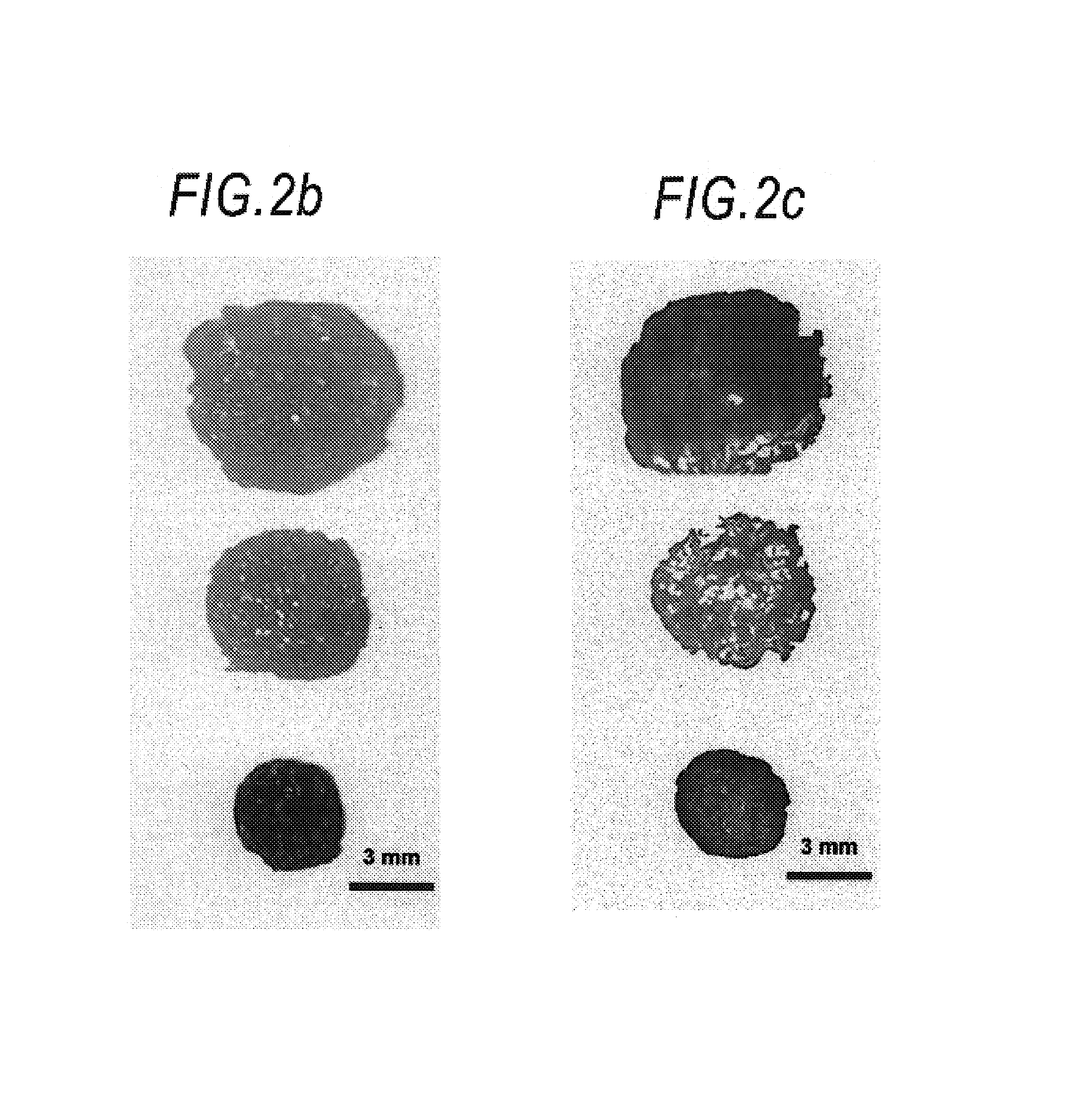 Tissue engineering enhanced by the transfer of a growth factor gene