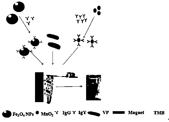 Kit for detection of Vibrio parahaemolyticus based on immunomagnetic beads and mno2 nanoparticles