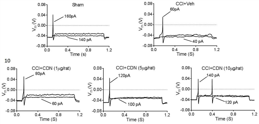 Application of cdn1163 in the preparation of drugs for alleviating or treating neuropathic pain