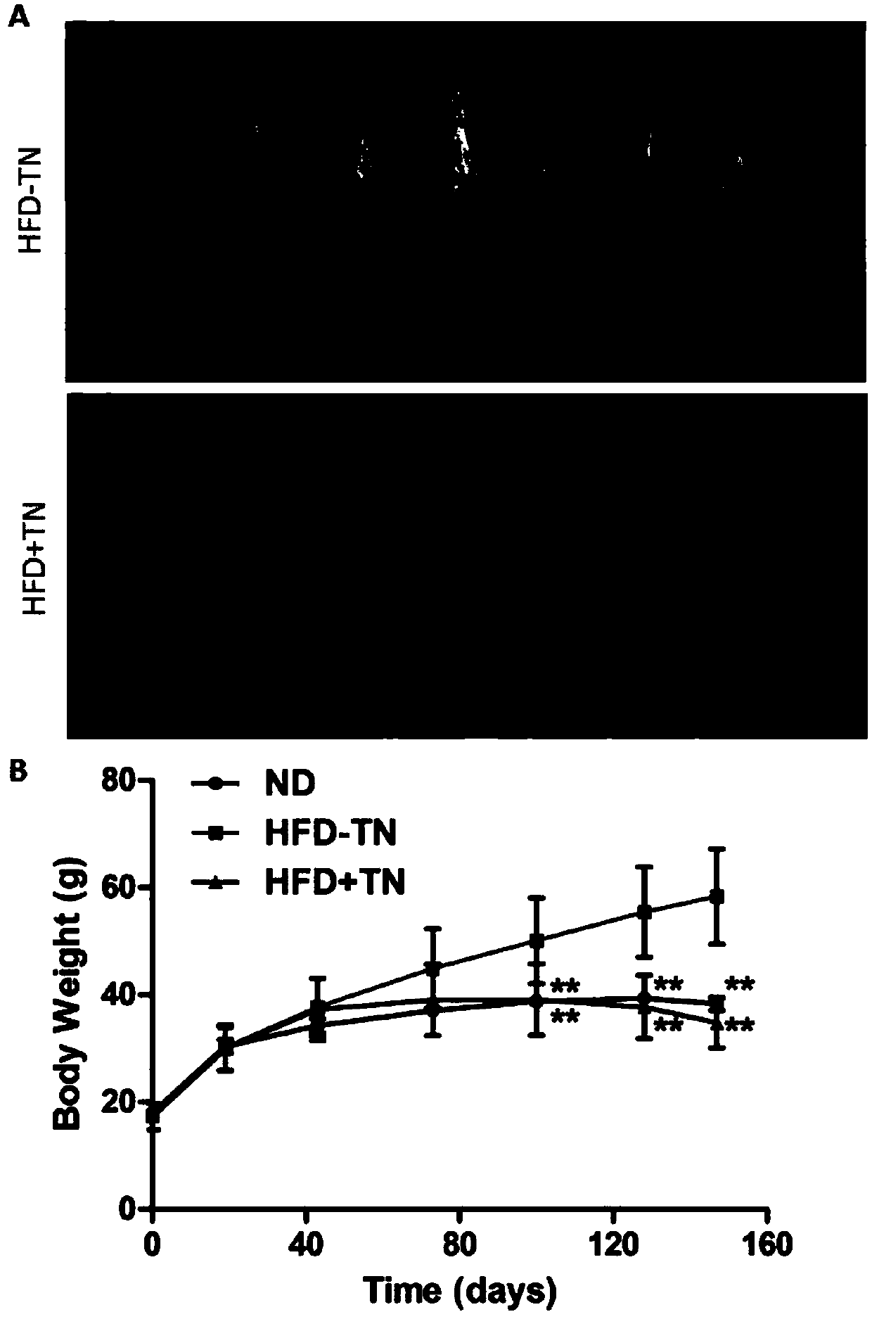 Uses of triptolide for treating obesity and fatty liver