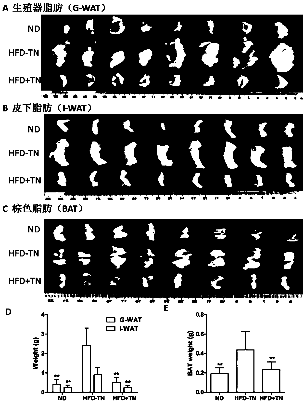 Uses of triptolide for treating obesity and fatty liver