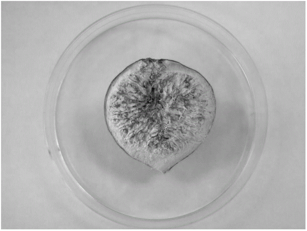 Dried fig product with high freshness preservation and preparation method thereof