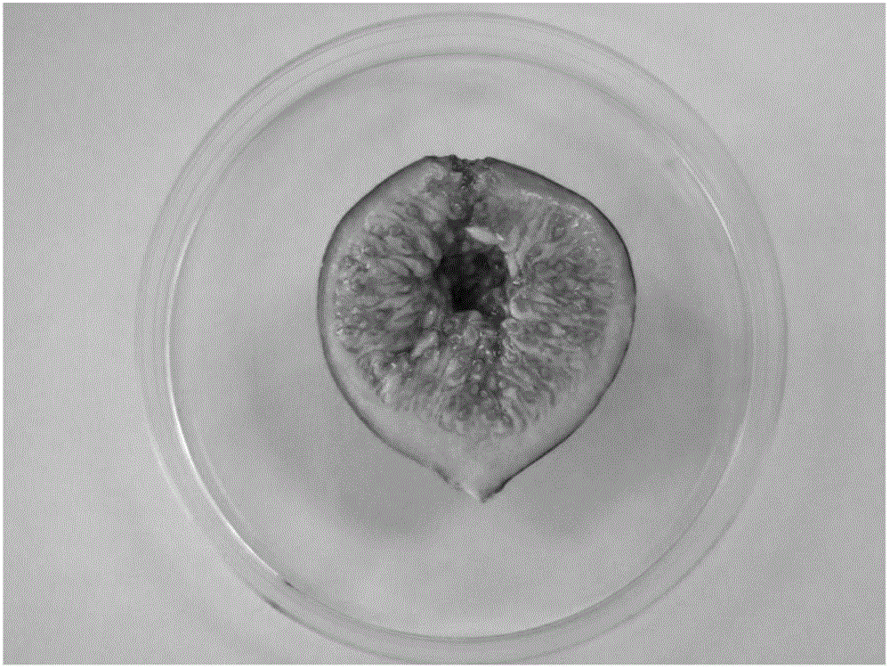 Dried fig product with high freshness preservation and preparation method thereof