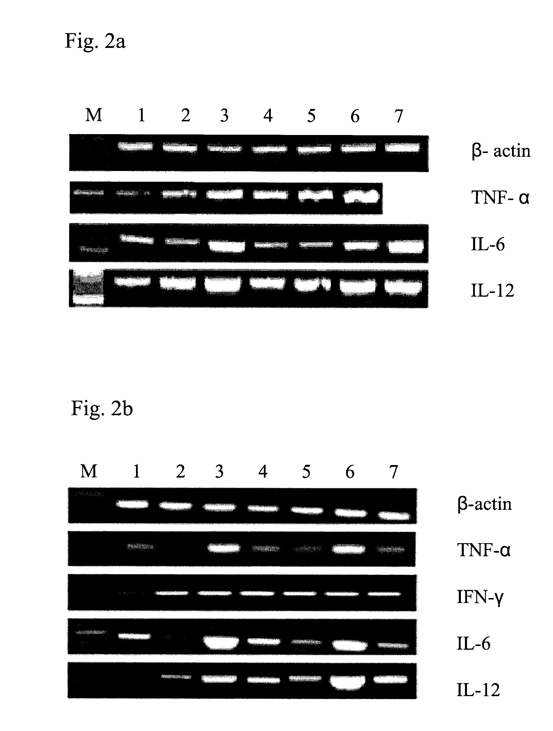 MODIFIED CpG OLIGODEOXYNUCLEOTIDE WITH IMPROVED IMMUNOREGULATORY FUNCTION