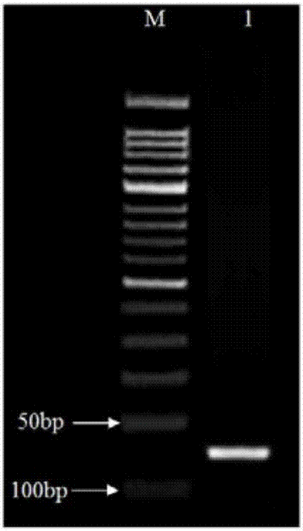 miR156e-3p for regulating and controlling anthocyanin accumulation of Paeonia lactiflora Pall., plant expression vector of miR156e-3p and building method of plant expression vector