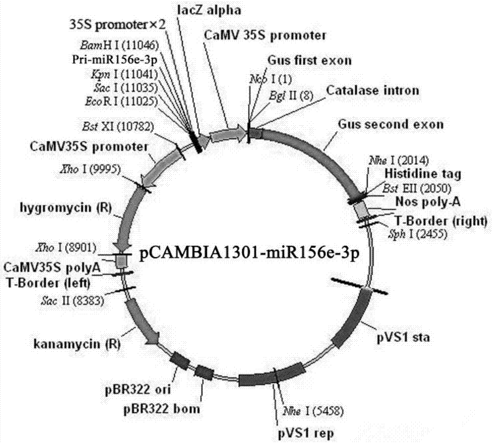 miR156e-3p for regulating and controlling anthocyanin accumulation of Paeonia lactiflora Pall., plant expression vector of miR156e-3p and building method of plant expression vector