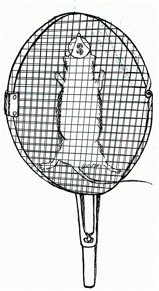 Noninvasive fixer for laboratory mouse