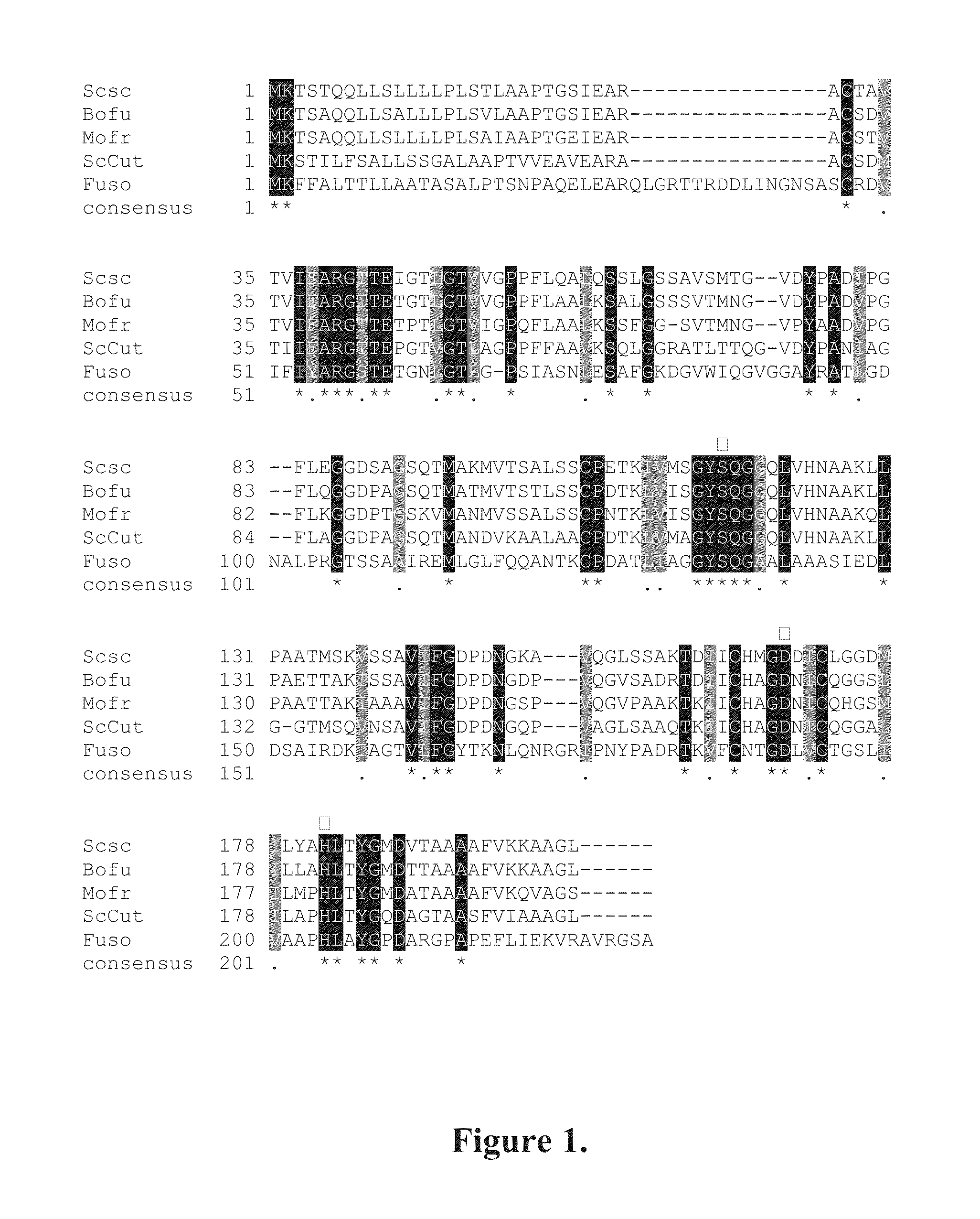 Novel cutinases, their production and uses