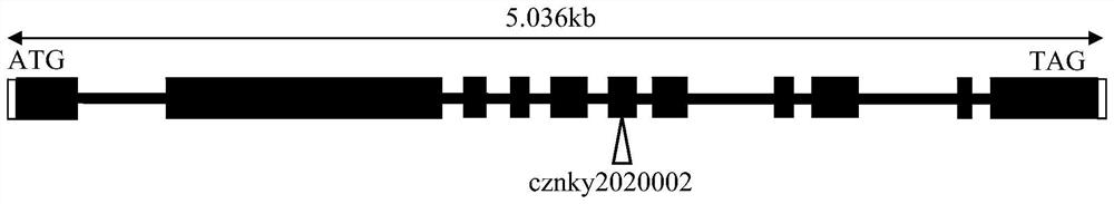 Plant endogenous gene influencing feeding of lepidoptera insects and protein of plant endogenous gene