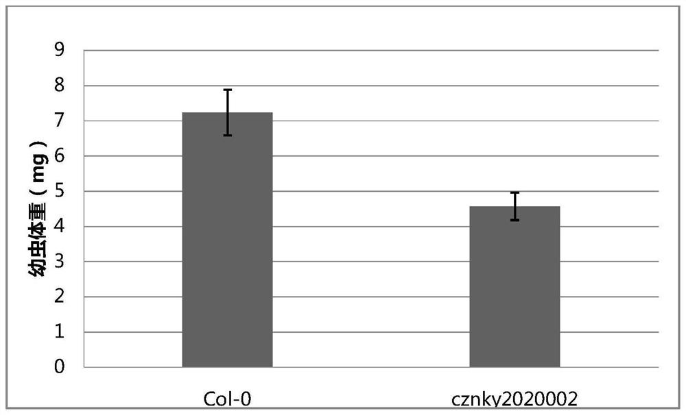 Plant endogenous gene influencing feeding of lepidoptera insects and protein of plant endogenous gene