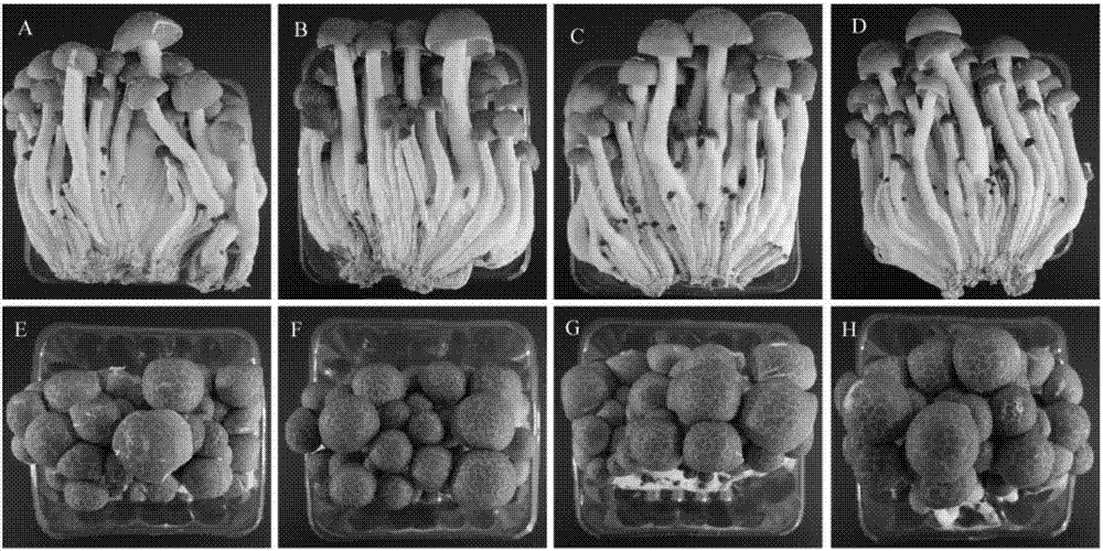 Method for prolonging shelf life of hypsizygus marmoreus and improving quality thereof using hydrogen-rich water