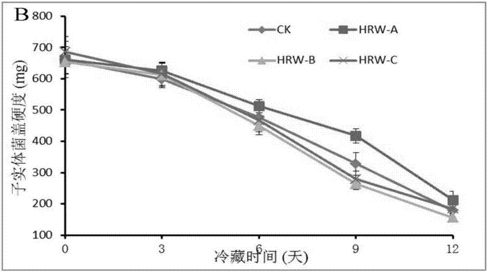 Method for prolonging shelf life of hypsizygus marmoreus and improving quality thereof using hydrogen-rich water