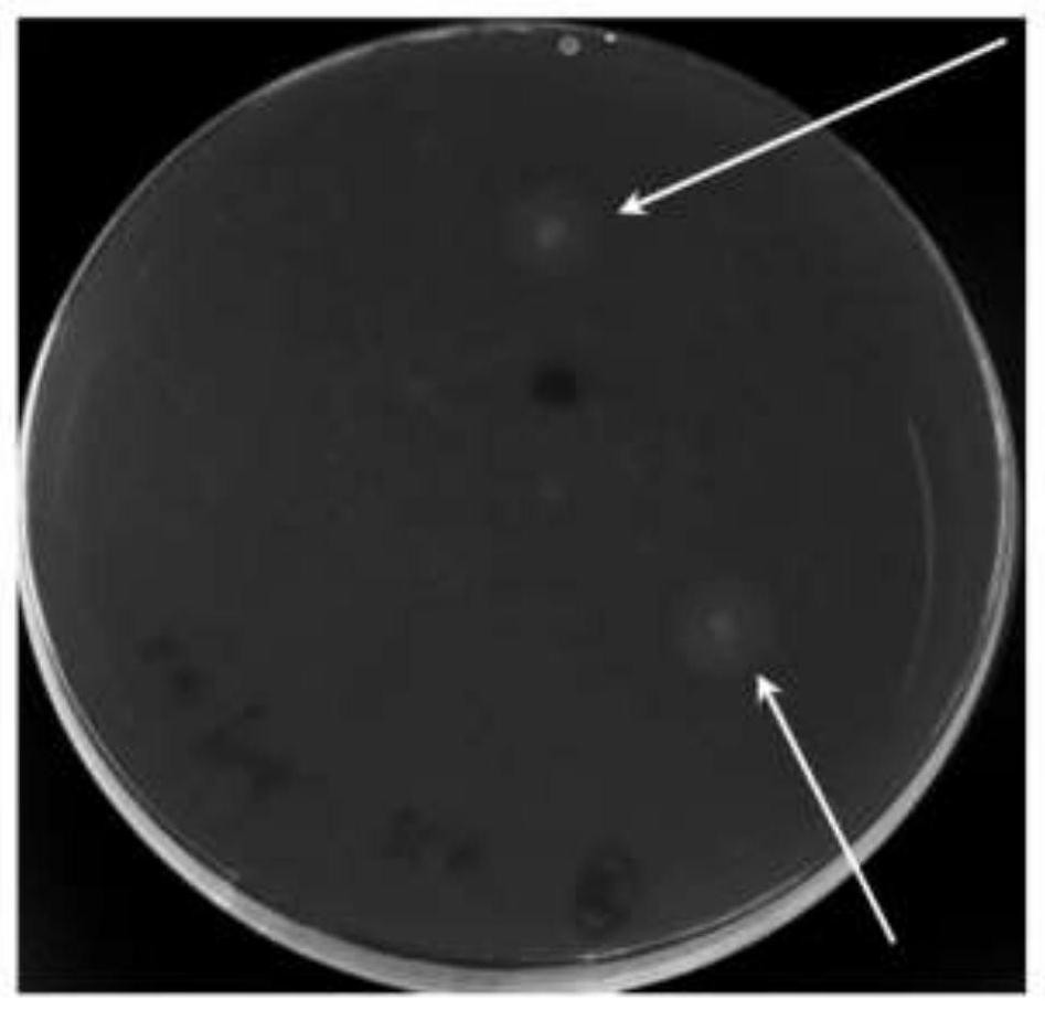 Screening method of termite-source forage bacillus