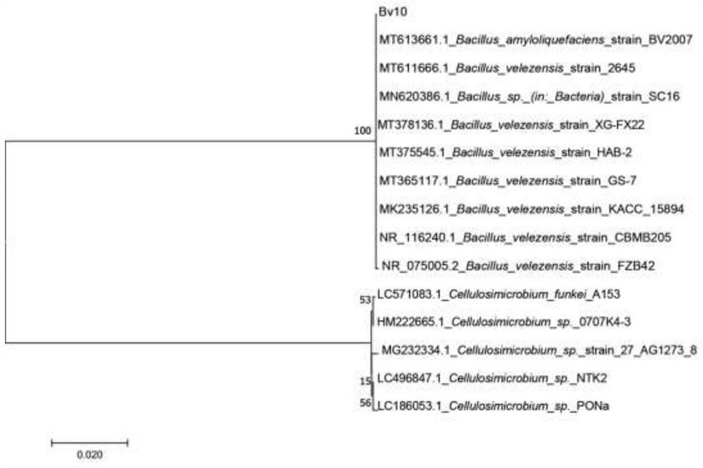 Screening method of termite-source forage bacillus