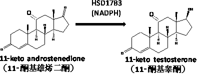 Medical application of 11-ketoandrostenedione and 11-ketotestosterone